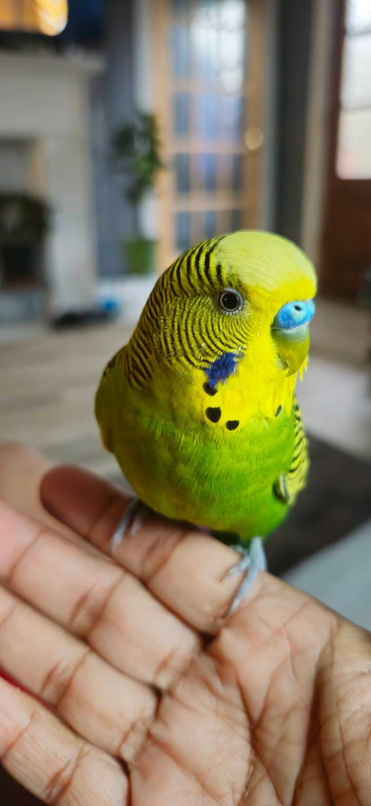 Mango perched on a hand — the budgie who inspired My Budgie Buddy