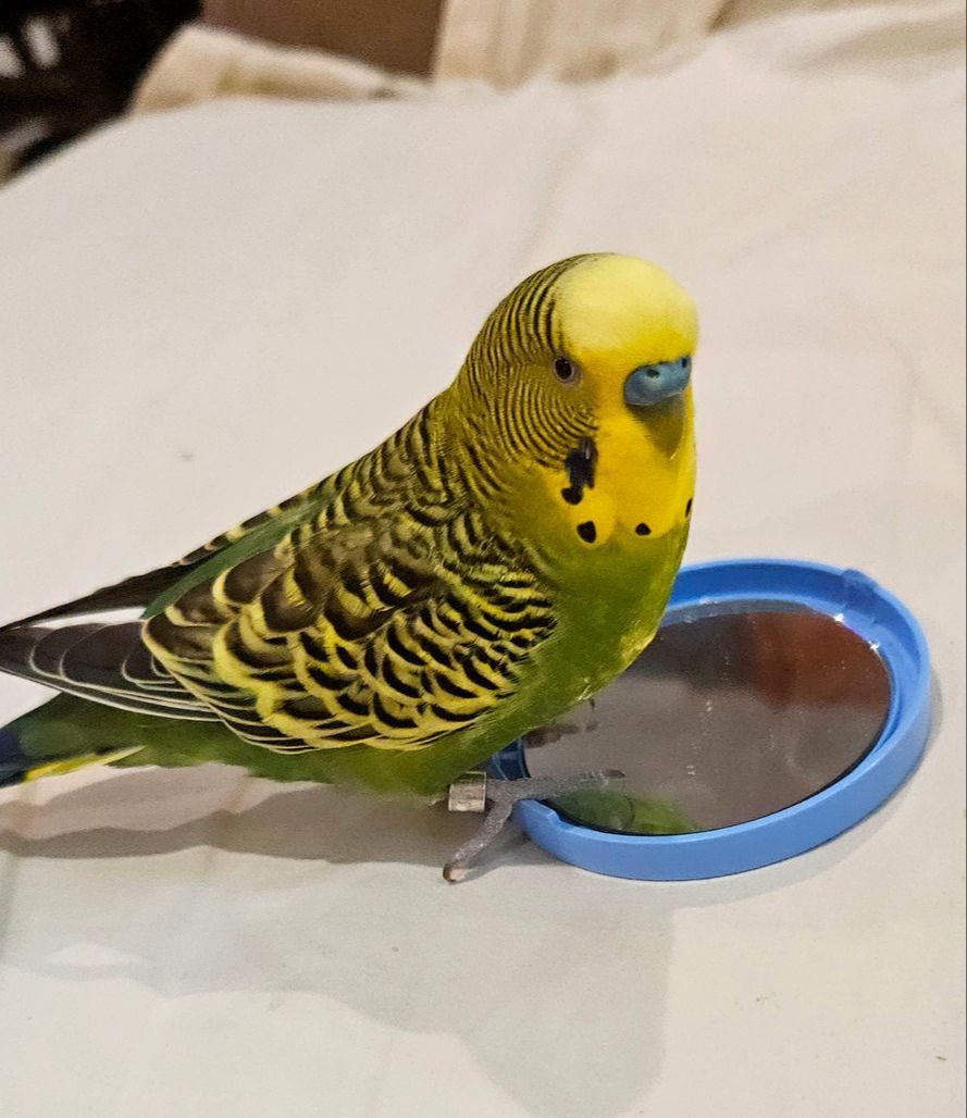 Mango — the budgie who inspired My Budgie Buddy